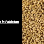 wheat price in pakistan